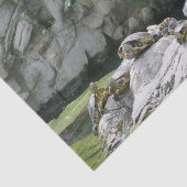 動物，水，亀，石，花，自然 薄葉紙 (詳細)