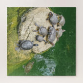 動物，爬虫類，カメ，水，自然，植物， ジグソーパズル (横)