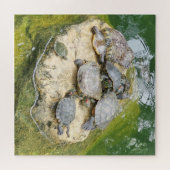 動物，爬虫類，カメ，水，自然，植物， ジグソーパズル (横)
