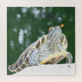 動物,爬虫類,カメ,水,自然,植物, ジグソーパズル