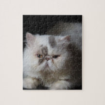 動物, 猫, 白, ペット, 子猫, 単独, かわいい,
