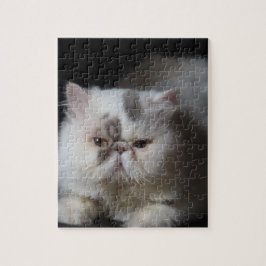動物, 猫, 白, ペット, 子猫, 単独, かわいい, ジグソーパズル