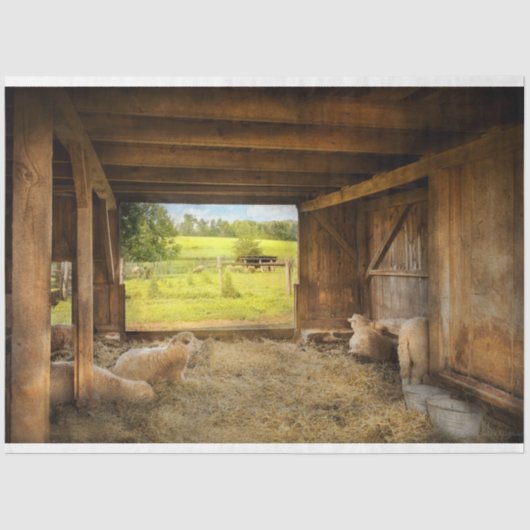 動物 – 羊 – 羊を数える 薄葉紙 (正面)