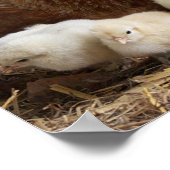 動物,雛,鶏肉,農場,かわいい,鳥,ベビー ポスター (角)