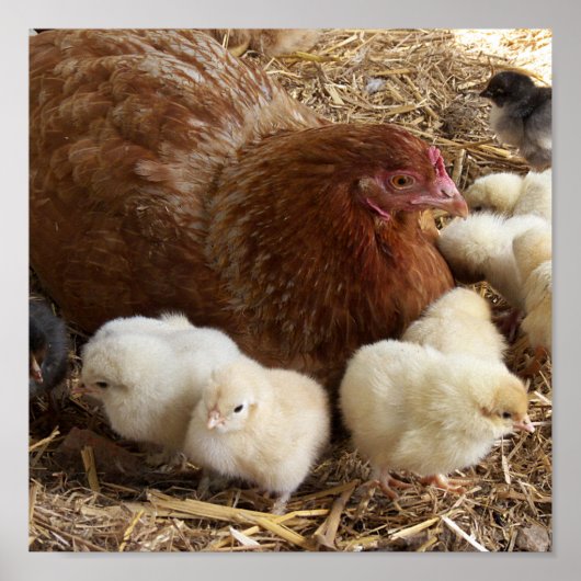 動物,雛,鶏肉,農場,かわいい,鳥,ベビー ポスター (正面)