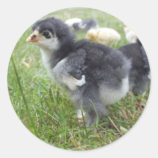 動物,雛,鶏肉,農場,かわいい,鳥,ベビー ラウンドシール (正面)