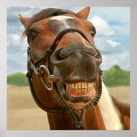 動物 – 馬 – 私は最終的に得私の抱擁 ポスター (正面)