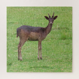 動物,鹿,自然,野生動物,野生,シカ,森 ジグソーパズル