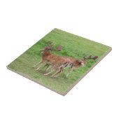 動物，鹿，野生動物，森，牧草地，狩り, n タイル (側面)