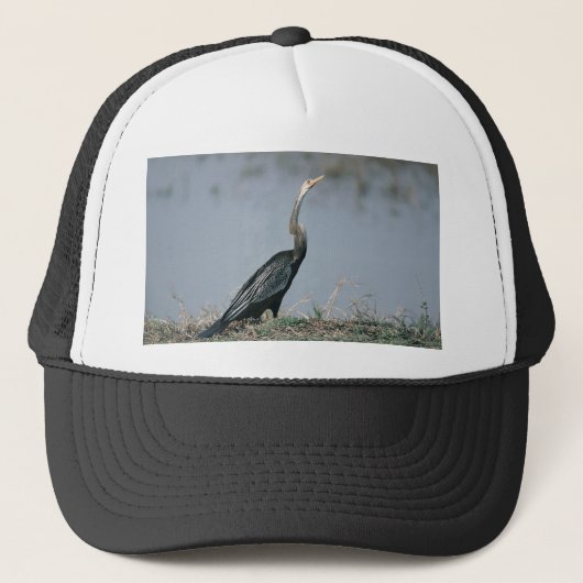 動物Anhinga キャップ (正面)
