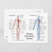 動脈と静脈のヒト循環系 ポストカード (正面/裏面)