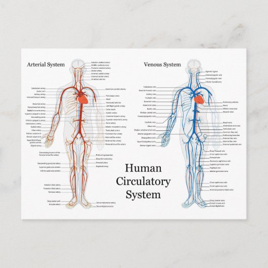 動脈と静脈のヒト循環系 ポストカード (正面)