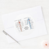 動脈と静脈のヒト循環系 ラウンドシール (封筒)