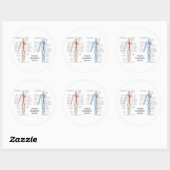 動脈と静脈のヒト循環系 ラウンドシール (シート)