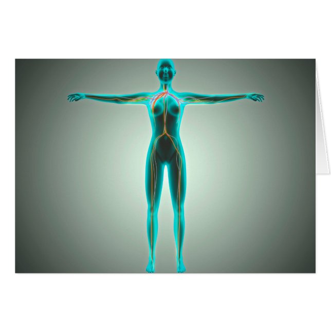 動脈と静脈を持つ女性体の解剖学 (正面横)