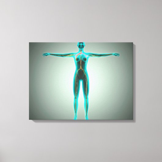 動脈と静脈を持つ女性体の解剖学 キャンバスプリント (正面)