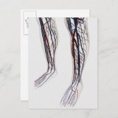 動脈の医療イラスト3 ポストカード (正面/裏面)