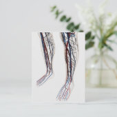 動脈の医療イラスト3 ポストカード (スタンド正面)