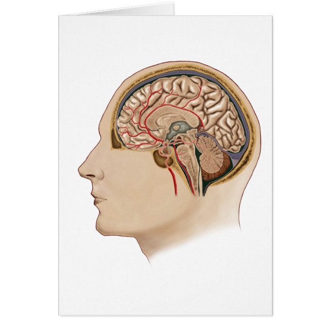 動脈を有する脳の断面積 (正面)