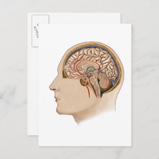動脈を有する脳の断面積 ポストカード (正面/裏面)