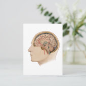 動脈を有する脳の断面積 ポストカード (スタンド正面)