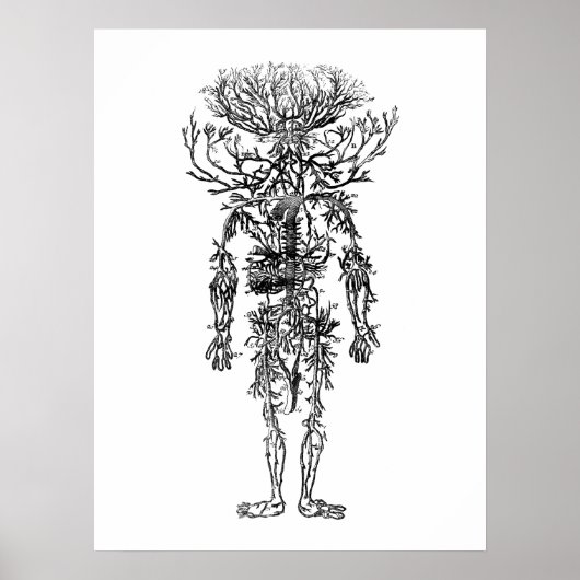 動脈ヒト解剖学ヴィンテージ ポスター (正面)