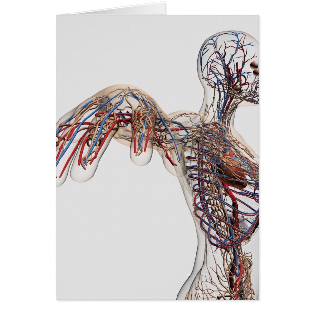 動脈・静脈・リンパ系2 (正面)