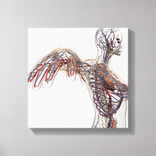 動脈・静脈・リンパ系2 キャンバスプリント (正面)