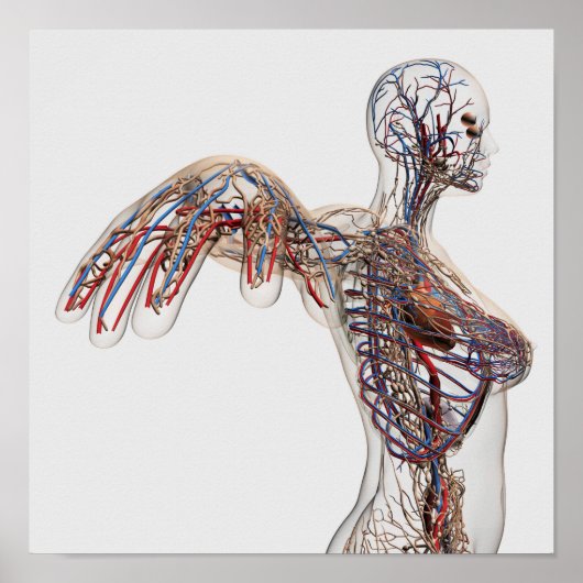 動脈・静脈・リンパ系2 ポスター (正面)