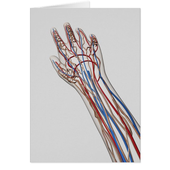 動脈・静脈・リンパ系3 (正面)