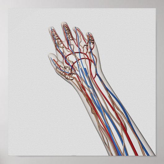 動脈・静脈・リンパ系3 ポスター (正面)