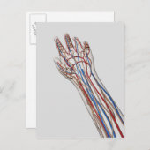動脈・静脈・リンパ系3 ポストカード (正面/裏面)