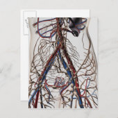 動脈・静脈・リンパ系4 ポストカード (正面/裏面)