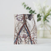 動脈・静脈・リンパ系4 ポストカード (スタンド正面)