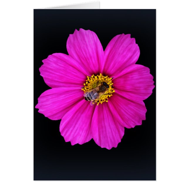 勤勉なミツバチ (正面)