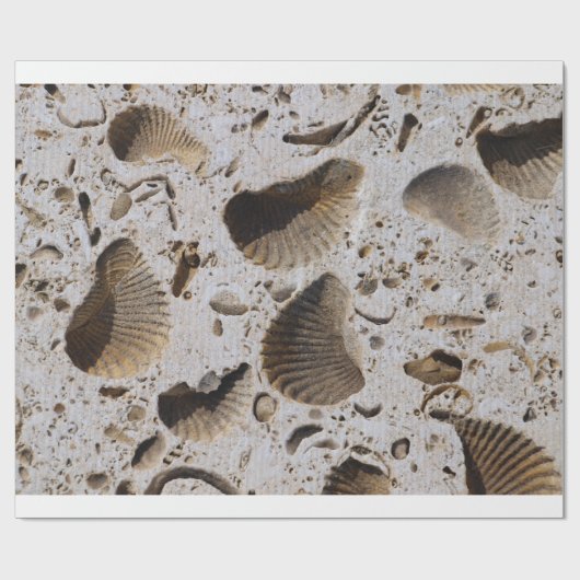 包装紙 (フラット)