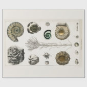 包装紙:ヴィンテージ化石図表： GOLDSMITH ラッピングペーパー (フラット)