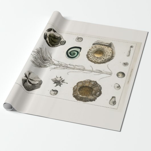 包装紙:ヴィンテージ化石図表： GOLDSMITH ラッピングペーパー (アンロールド)