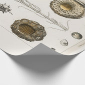 包装紙:ヴィンテージ化石図表： GOLDSMITH ラッピングペーパー (角)