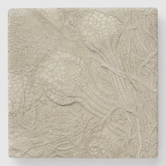 化石のコレクション ストーンコースター (正面)