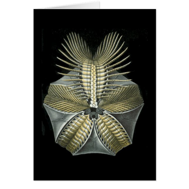 化石の雲丹 (正面)