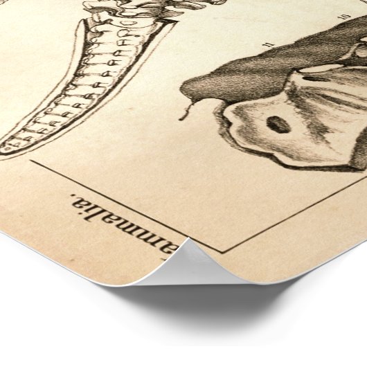 化石の骨格動物解剖学プリント ポスター (角)