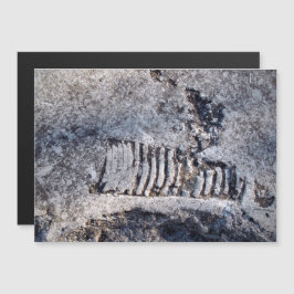 化石のnautiloid頭足動物古代の海軟体動物