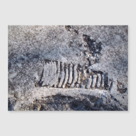 化石のnautiloid頭足動物古代の海軟体動物