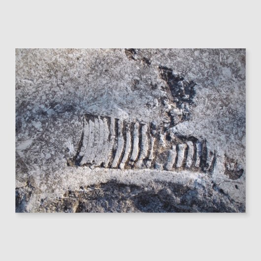 化石のnautiloid頭足動物古代の海軟体動物 (正面)