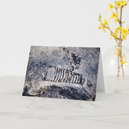 化石のnautiloid頭足動物古代の海軟体動物 カード