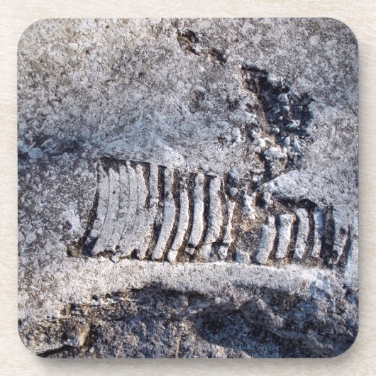 化石のnautiloid頭足動物古代の海軟体動物 コースター (正面)