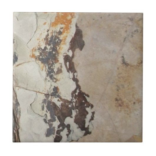 化石または興味深い岩からの植物の化石 タイル (正面)