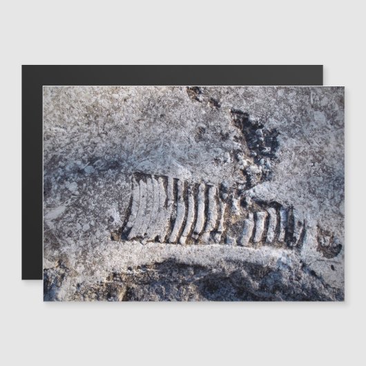 化石オウムガイ頭足類古代海生軟体動物 (正面/裏面)