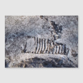 化石オウムガイ頭足類古代海生軟体動物 (正面)